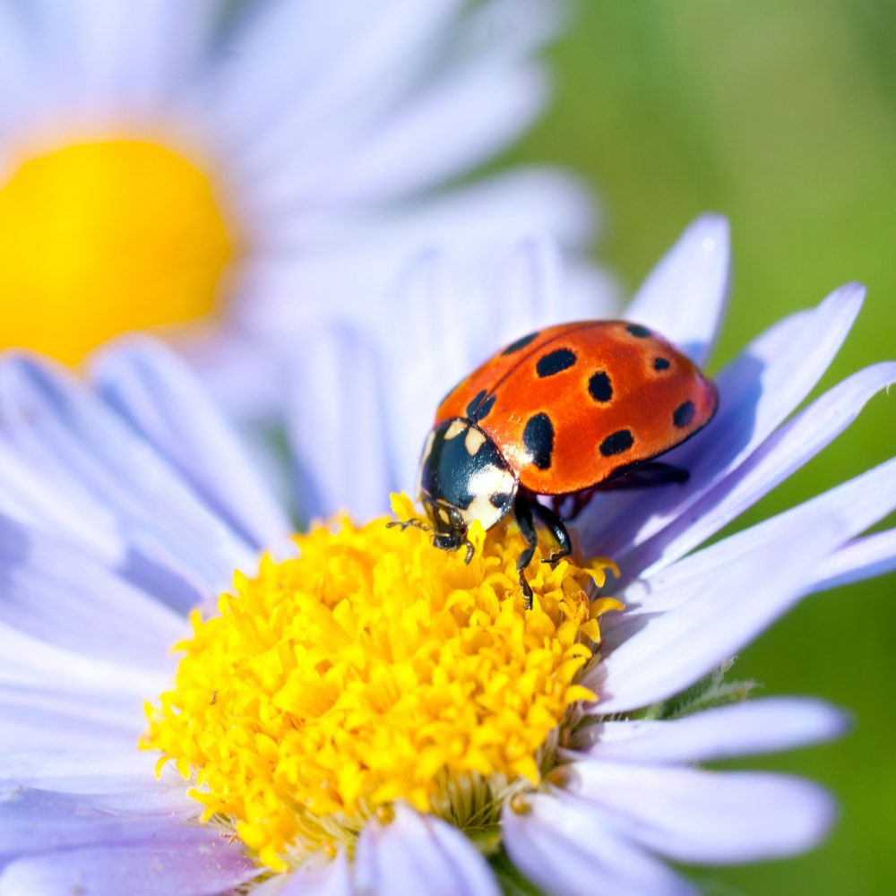Ladybugs A Beacon of Positive Change