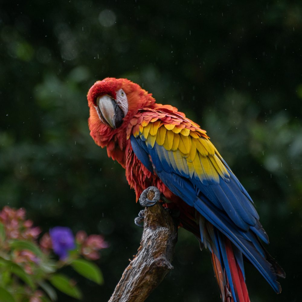Parrots Vibrant Messengers of Growth