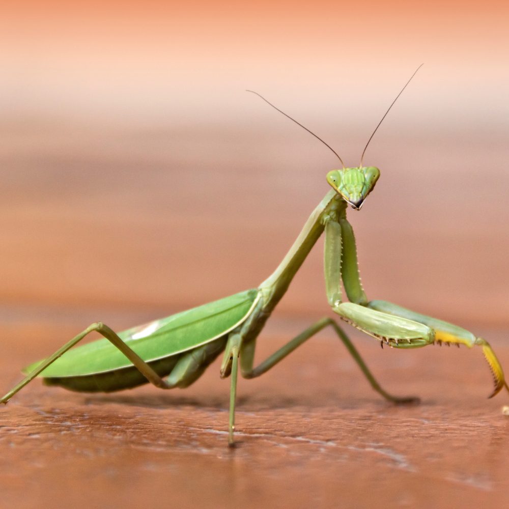 Praying Mantises A Call to Inner Peace