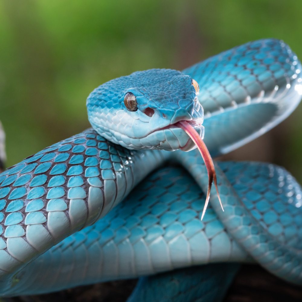 Snakes Guides to Vigilance and Renewal