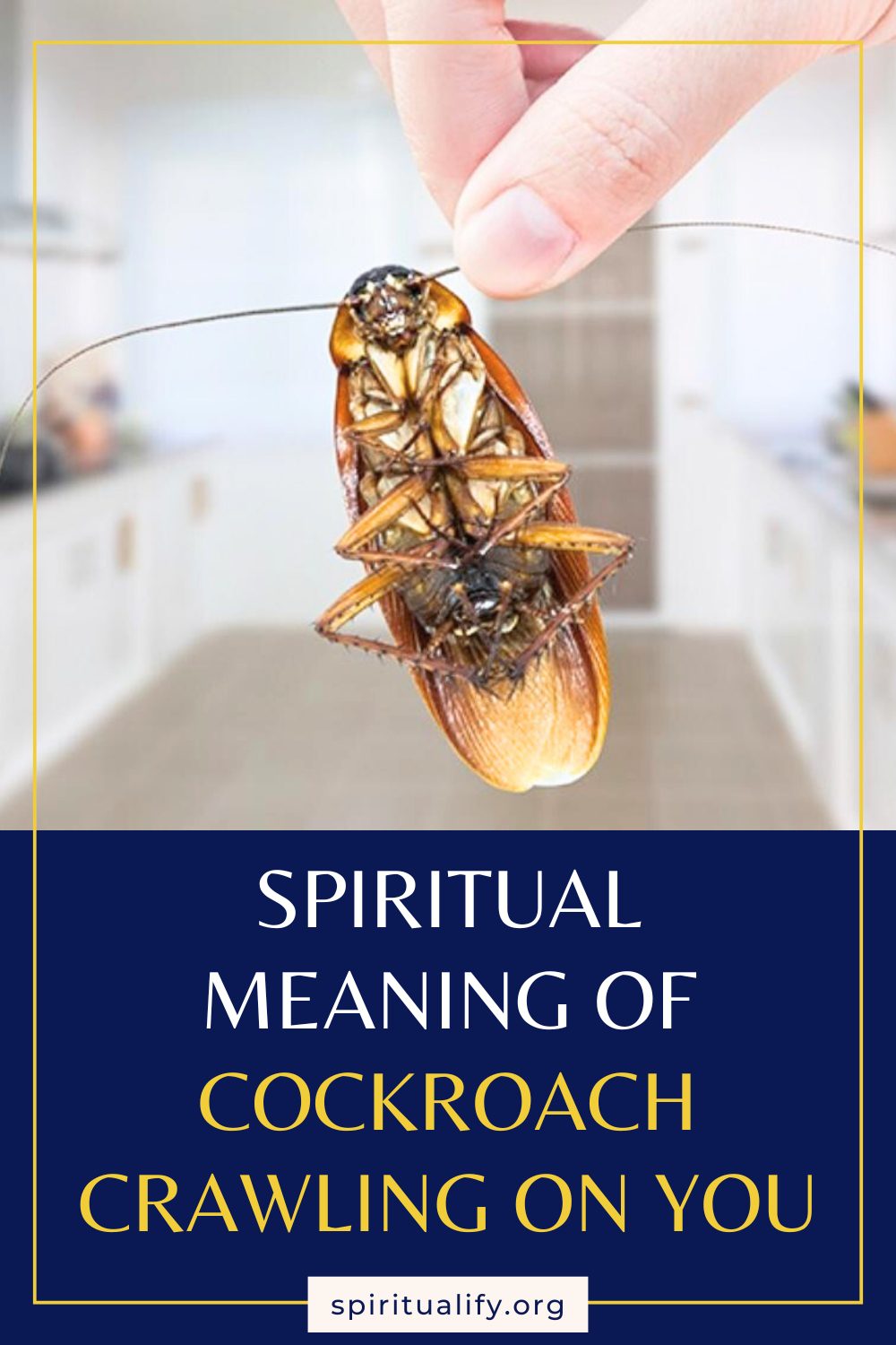 Spiritual Meaning of Cockroach Crawling on You Pin