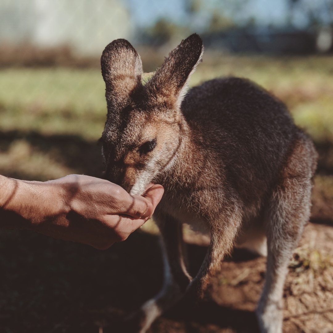 Animals and Babies Are Instantly Drawn to You