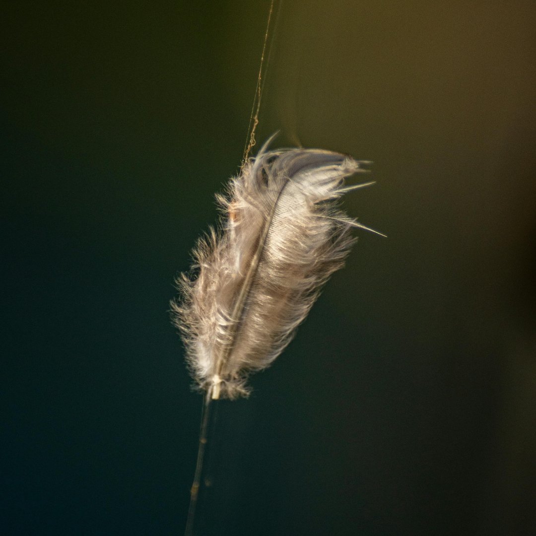 You Find Feathers or Coins in Unusual Places