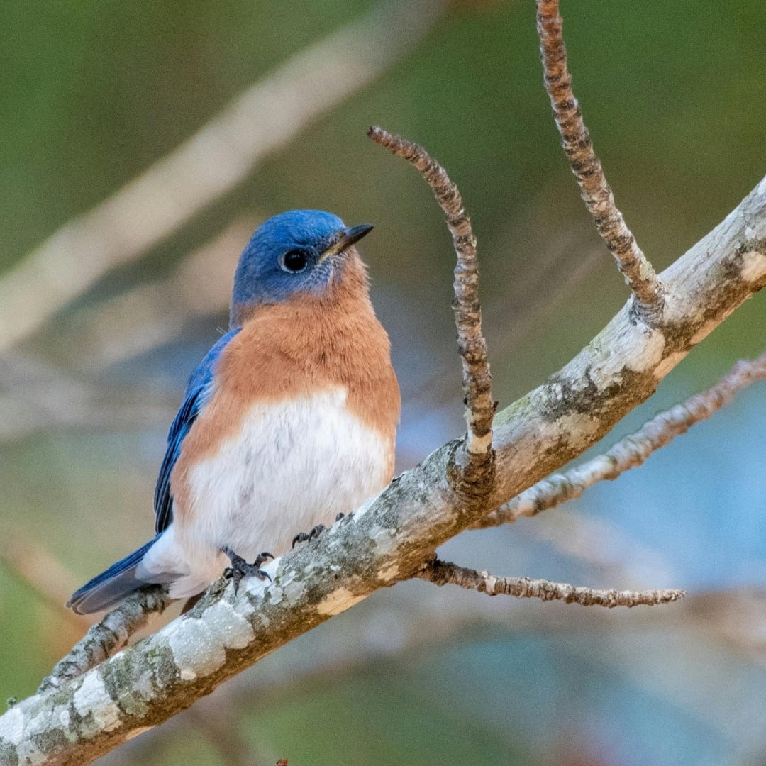 Bluebird