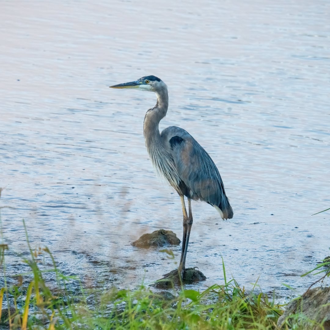 Heron