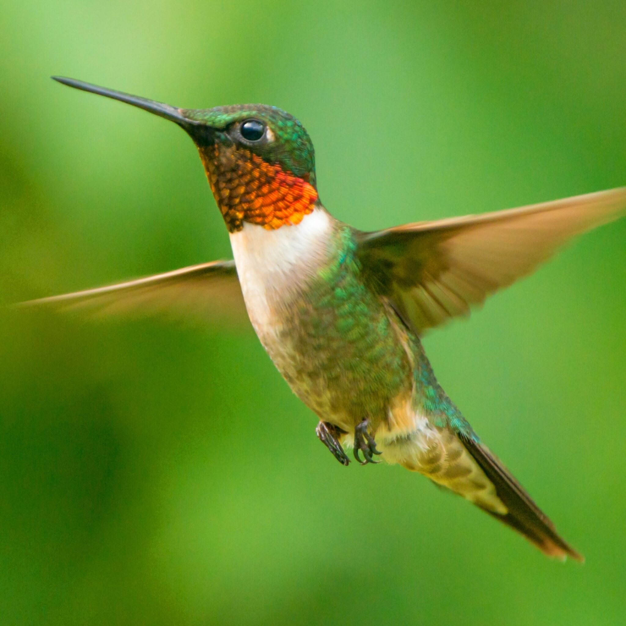June Hummingbird This Is the Bird That Mirrors Your Soul, Based on Your Birth Month
