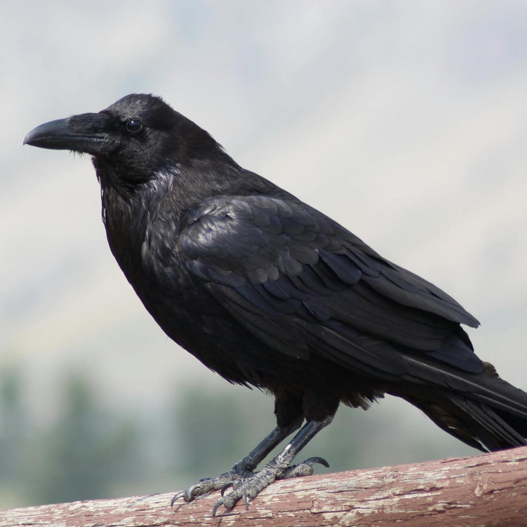 Raven