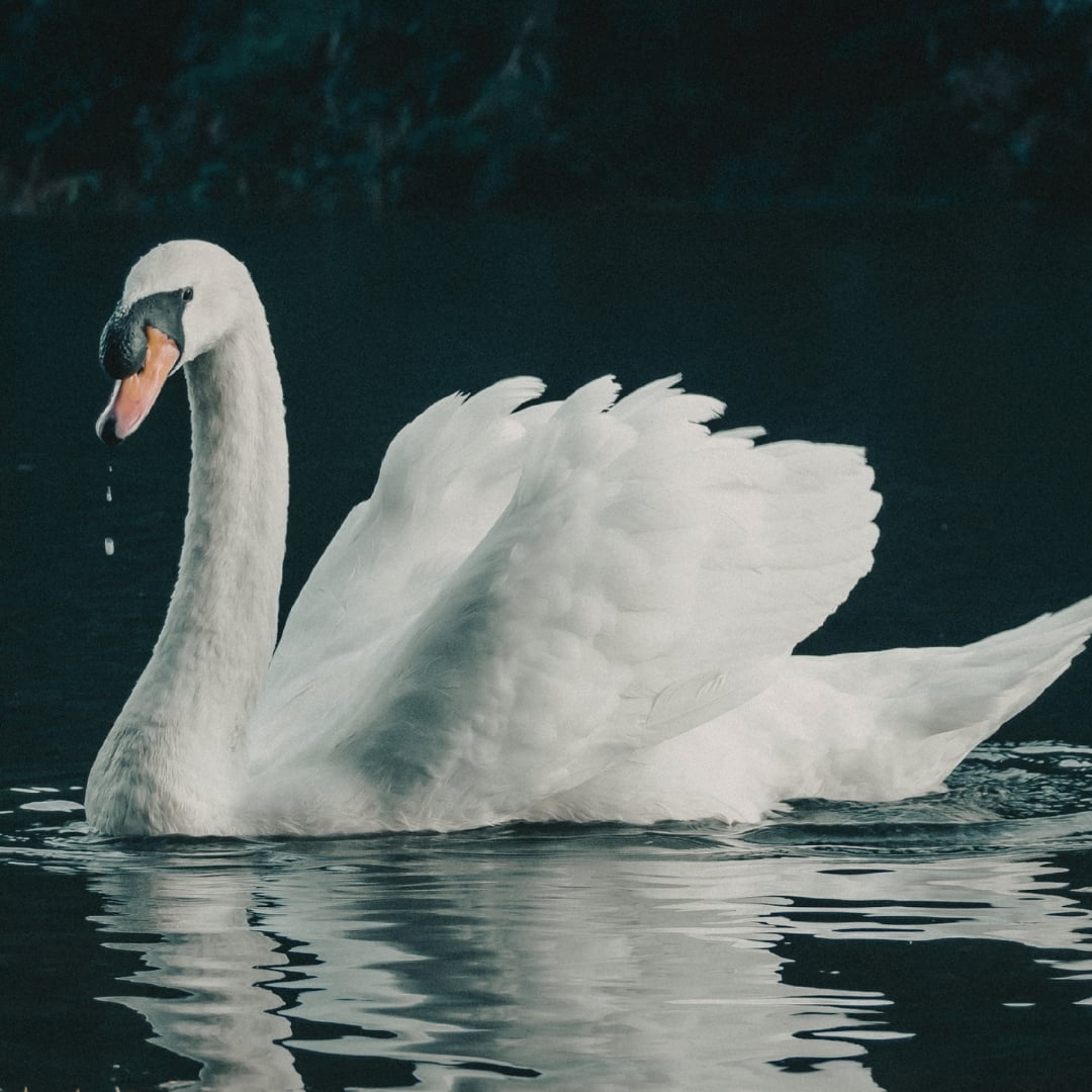 Swan
