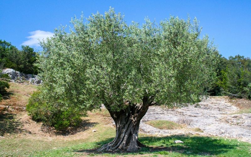 Aquarius You’re the Olive Tree