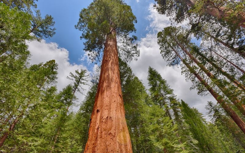 Aries You’re the Sequoia Tree