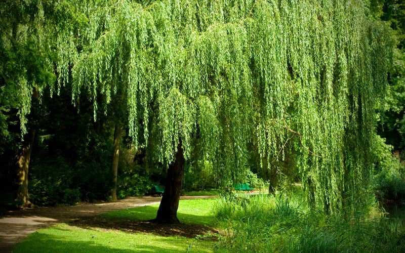 Cancer You’re the Weeping Willow