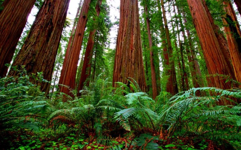 Capricorn You’re the Redwood Tree