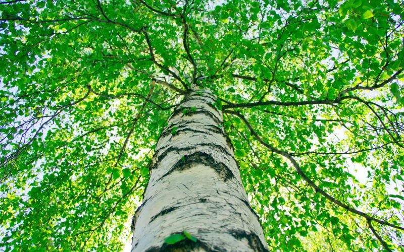Gemini You’re the Birch Tree