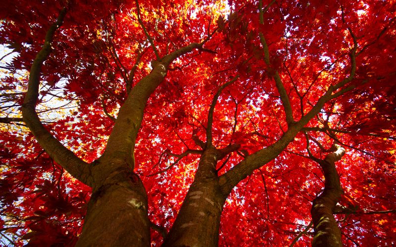 Libra You’re the Maple Tree