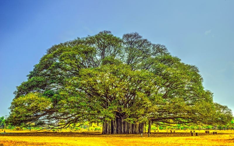 Pisces You’re the Banyan Tree