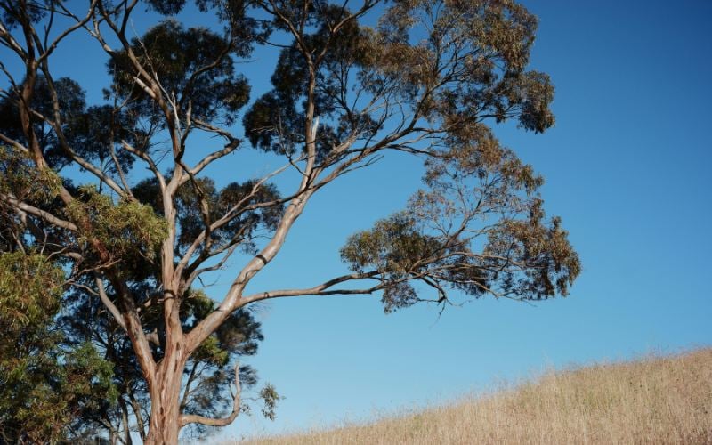 Sagittarius You’re the Eucalyptus Tree