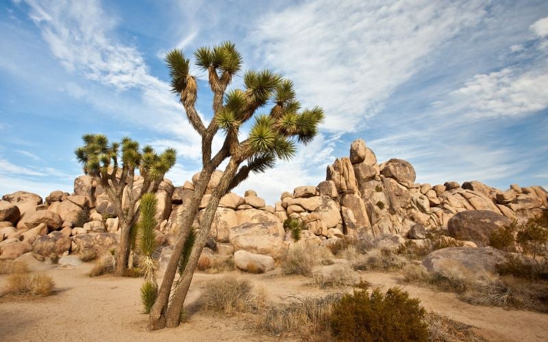 Scorpio You’re the Joshua Tree