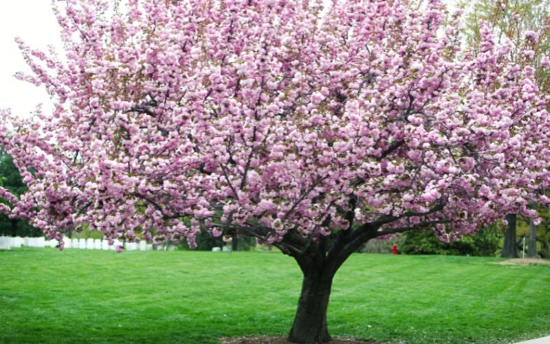 Taurus: You’re the Cherry Tree