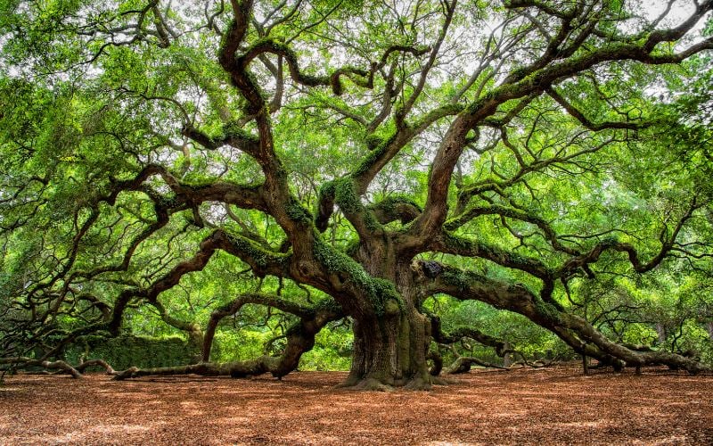 Virgo You’re the Oak Tree