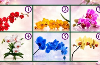 Choose an Orchid and Read its Precious Message for You