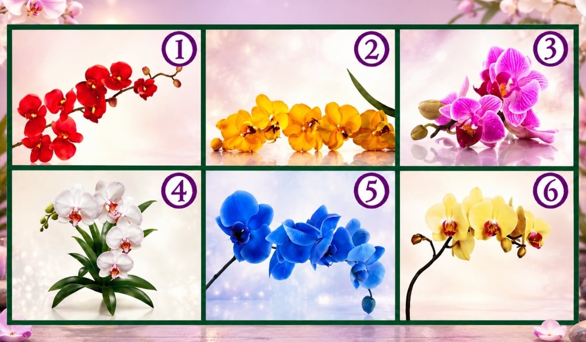 Choose an Orchid and Read its Precious Message for You