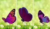 Receive a Spiritual Message By Choosing Your Favorite Butterfly