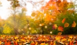 Spiritual Meaning Of Falling Leaves – Embrace Change
