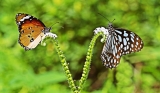 Spiritual Meaning of 2 Butterflies Flying Together