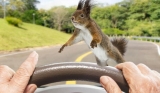 The Spiritual Meaning of Running Over a Squirrel