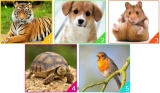 Which Animal Would You Adopt? Your Choice Will Reveal Your Emotional State